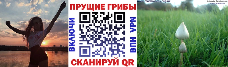 Псилоцибиновые грибы Psilocybe  shop клад  Сургут 